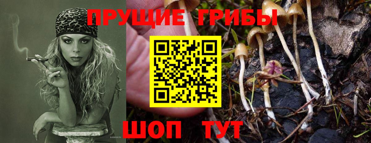Галлюциногенные грибы Psilocybe  Вход с VPN  Железногорск 